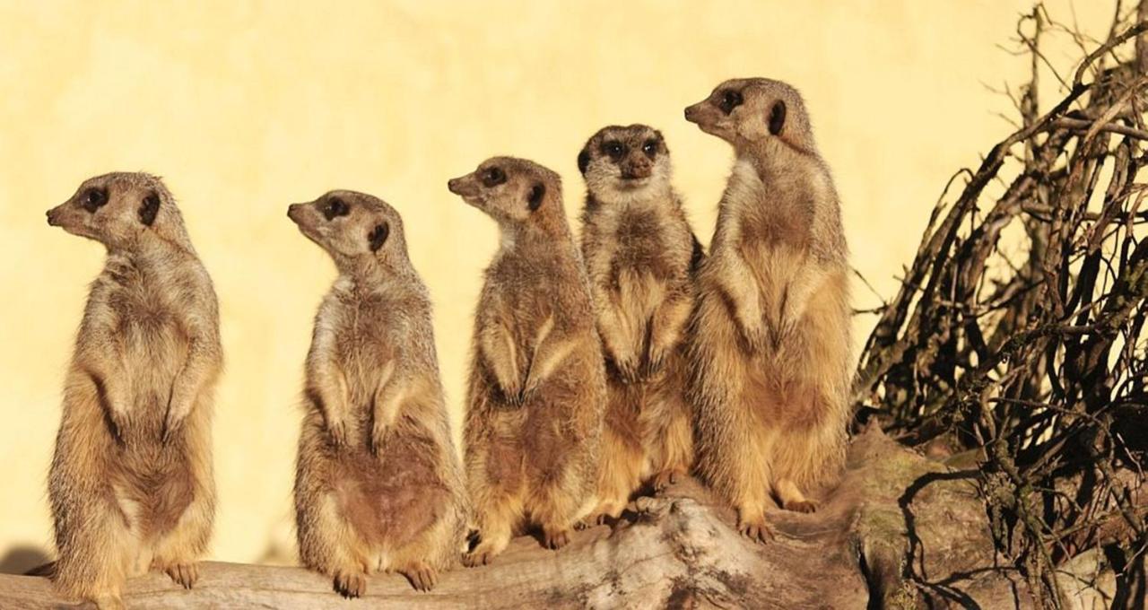 Tierpark Entdeckerhaeuser Wagenfeld Luaran gambar