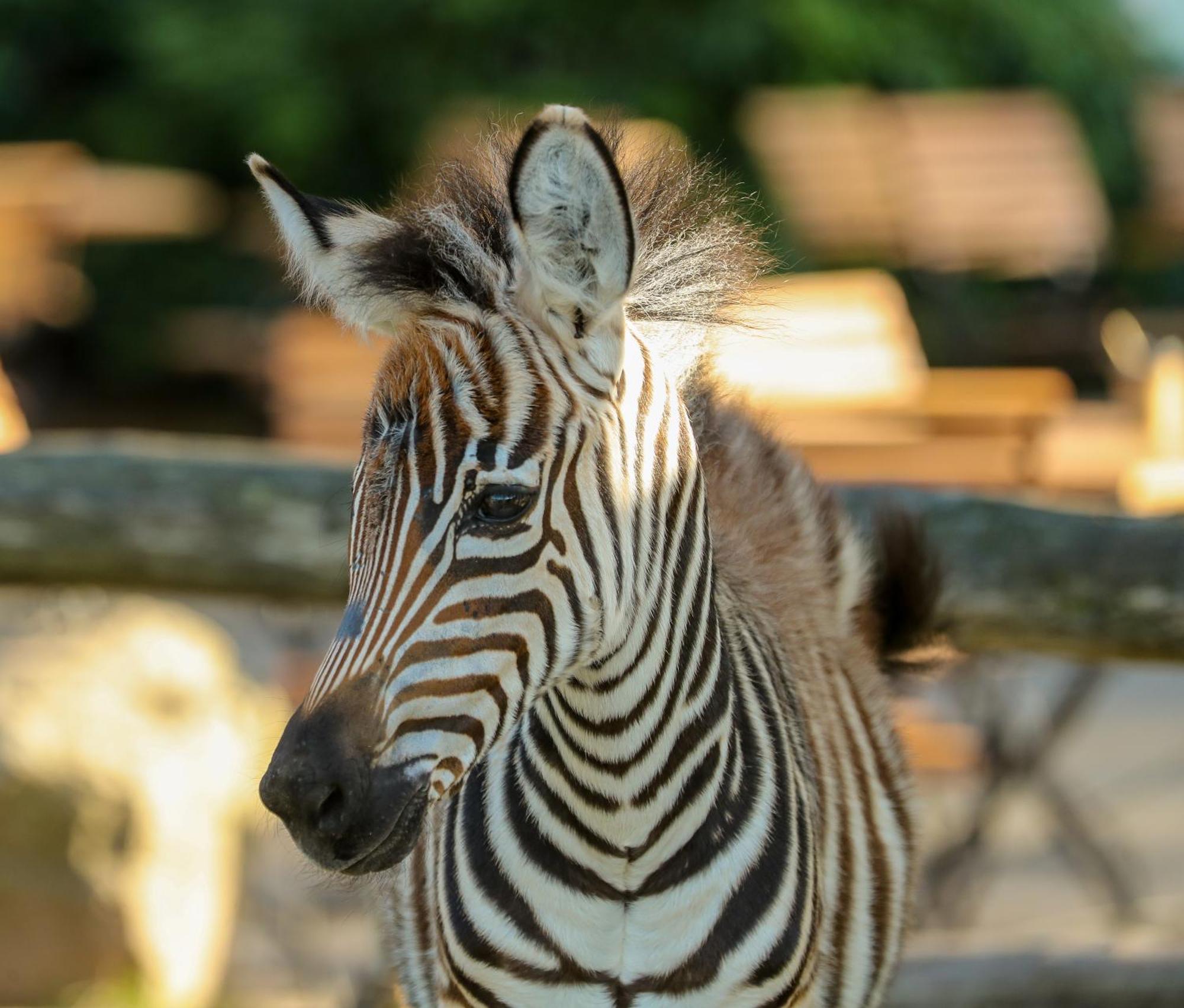 Tierpark Entdeckerhaeuser Wagenfeld Luaran gambar
